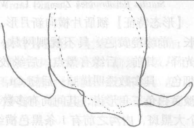 (四)污斑螳屬